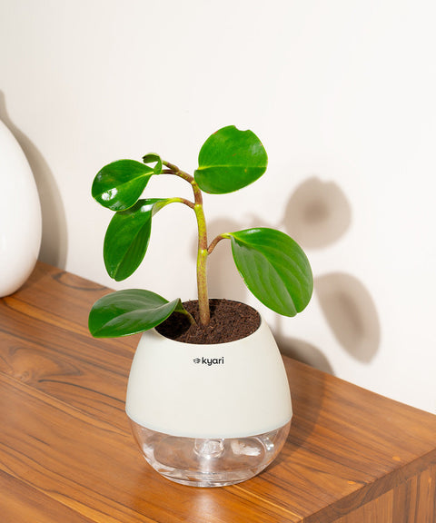 Peperomia Green Plant With Nova Self Watering Pot
