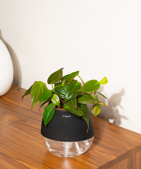 Philodendron Micans Plant With Self Watering Pot (Copy)