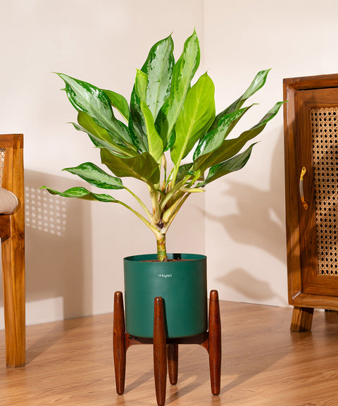 Aglaonema Ice Plant with Large Metal Self Watering Pot