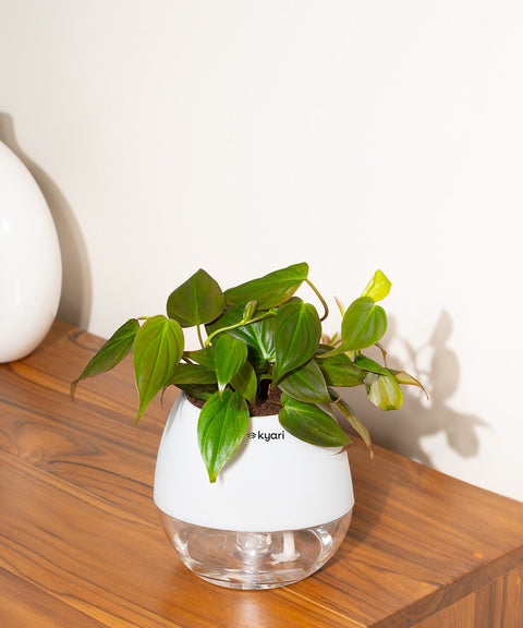 Philodendron Micans Plant With Self Watering Pot (Copy)