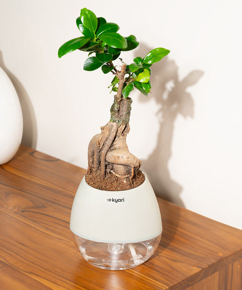 Lucky Bonsai Plant With Nova Self Watering Pot