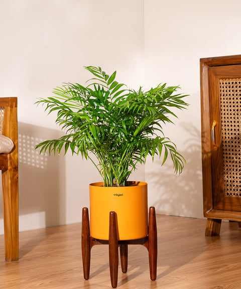 Chamaedorea Palm with Large Metal Self Watering Pot Bonanza