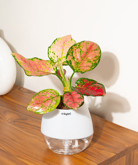 Aglaonema Pink Valentine Plant With Nova Self Watering Pot