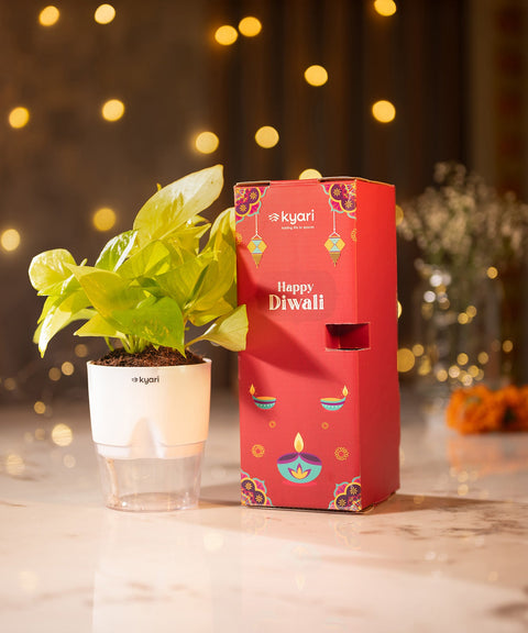 Festive Gleam Hamper