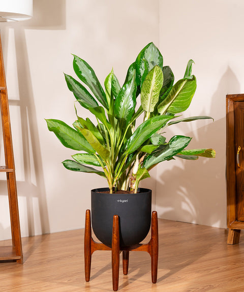 Aglaonema Ice with Extra Large Self Watering Pot