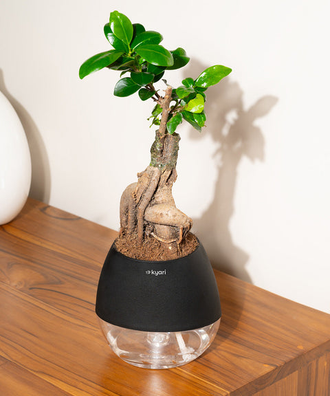 Lucky Bonsai Plant With Nova Self Watering Pot