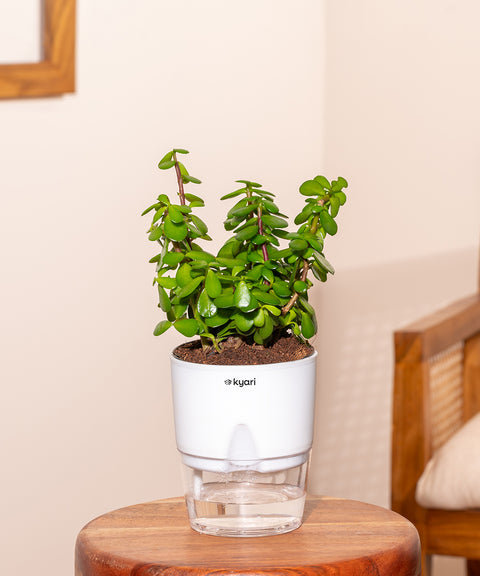 Lucky Jade Plant With Self Watering Pot