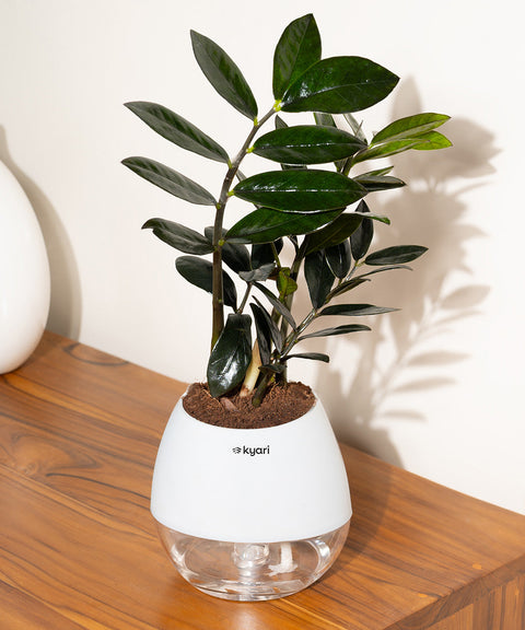 ZZ - Zamia Black Plant Nova