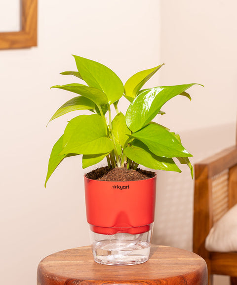 Golden Money Plant