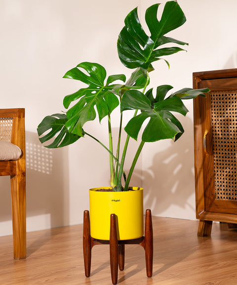 Monstera Deliciosa with Large Metal Self Watering Pot