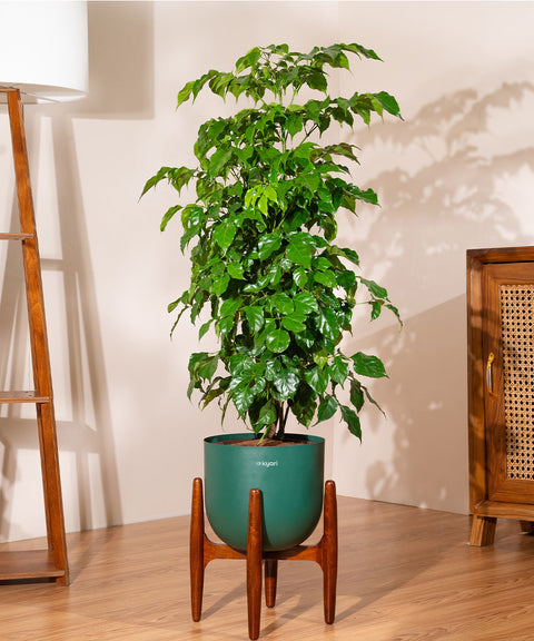 China Doll with Extra Large Metal Self Watering Pot Bonanza