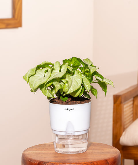 Syngonium Pixie White With Self Watering Pot