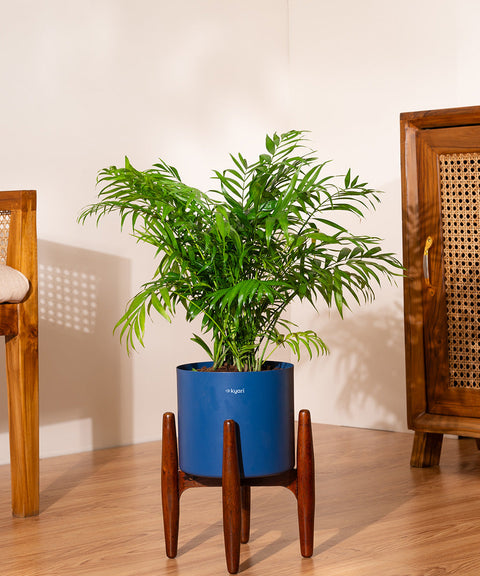 Chamaedorea Palm with Large Metal Self Watering Pot