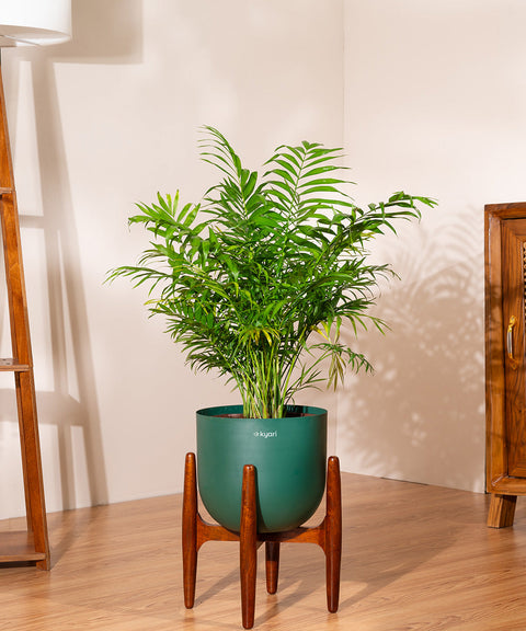 Chamaedorea palm with Extra Large Metal Self Watering Pot