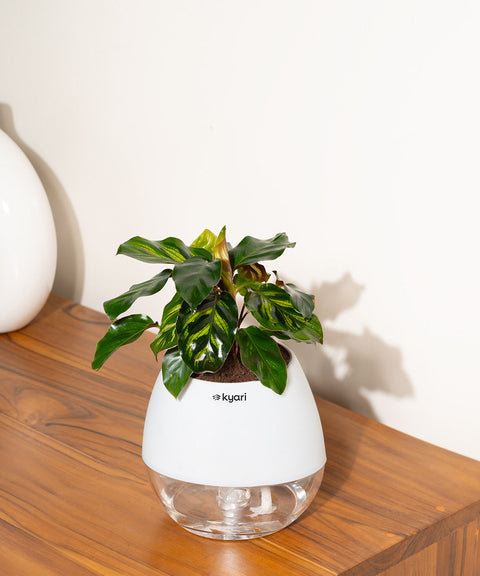 Peacock Plant With Nova Self Watering Pot