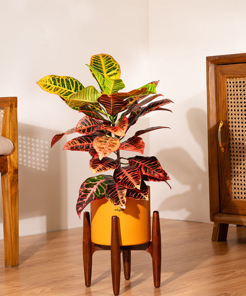 Croton Petra with Large Metal Self Watering Pot Bonanza