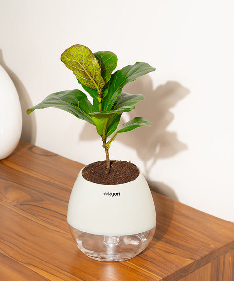 Fiddle Fig Plant With Nova Self Watering Pot