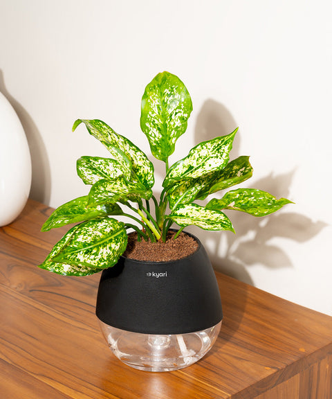 Aglaonema Snow White Plant With Nova Self Watering Pot