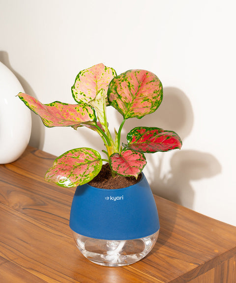 Aglaonema Pink Valentine Plant With Nova Self Watering Pot