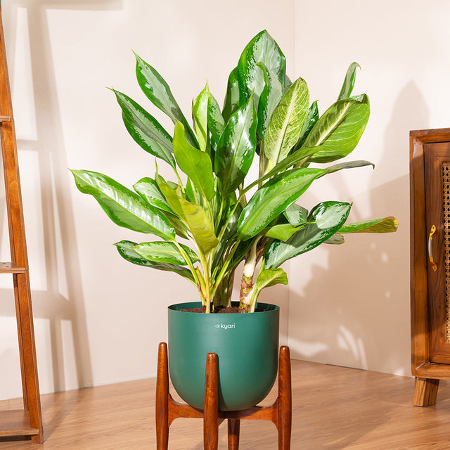 Products – shop.kyari