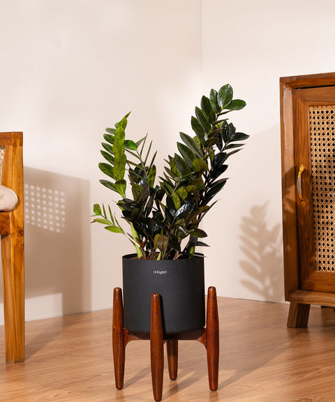 ZZ Black with Large Metal Self Watering Pot Bonanza