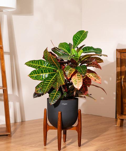 Croton Petra with Extra Large Metal Self Watering Pot Bonanza