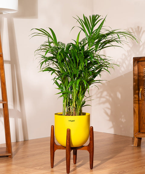 Areca Palm with Extra Large Metal Self Watering Pot