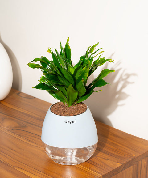 Dracaena Compacta Plant With Nova Self Watering Pot