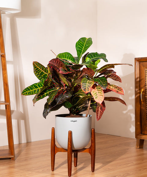 Croton Petra with Extra Large Metal Self Watering Pot
