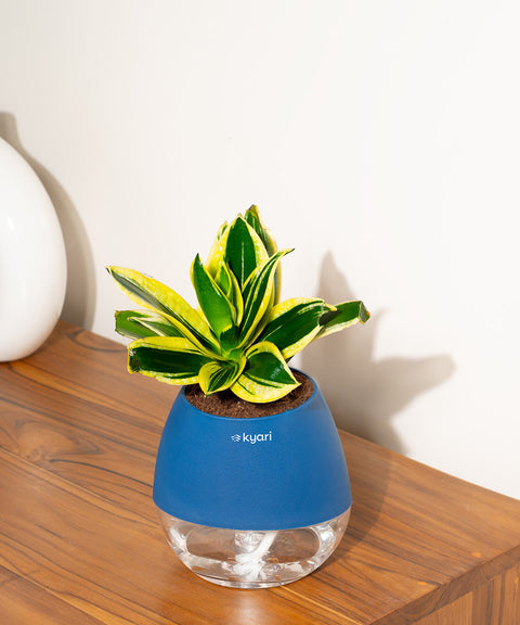 Golden Hahnii Snake Plant With Nova Self Watering Pot