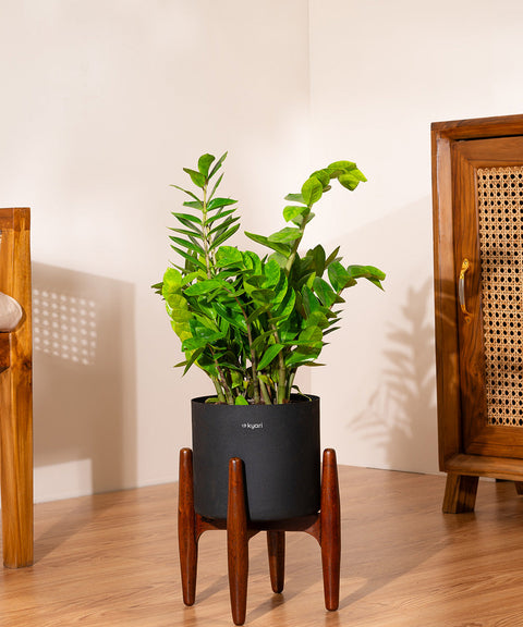 ZZ Green with Large Metal Self Watering Pot