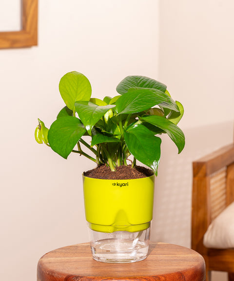 Money Variegated Plant With Self Watering Pot