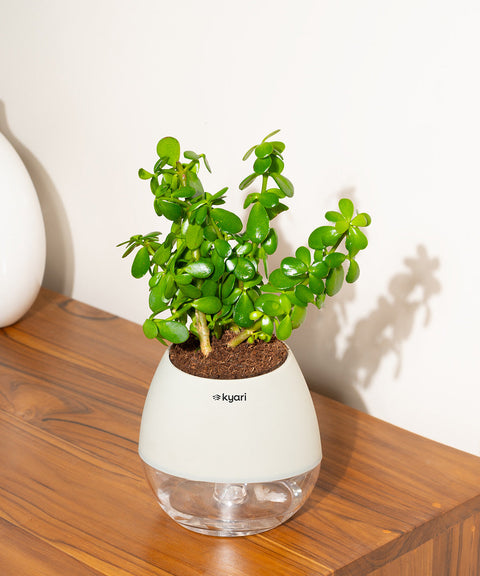 Lucky Jade Plant With Nova Self Watering Pot