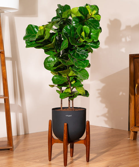 Ficus Lyrata with Extra Large Metal Self Watering Pot Bonanza