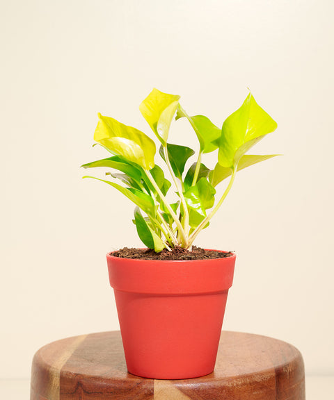 Golden Money Plant With Reya Pot