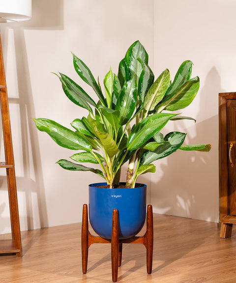 Aglaonema Ice with Extra Large Metal Self Watering Pot
