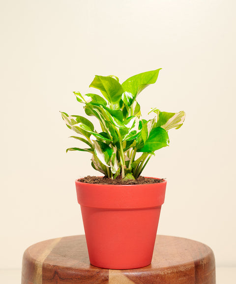Money Variegated Plant With Reya Pot