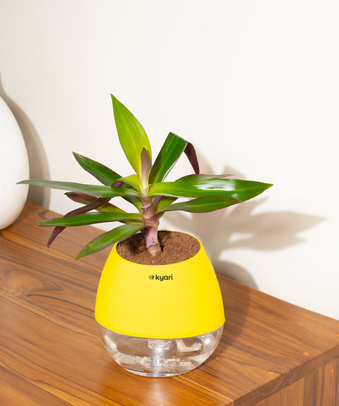 Oyster Plant With Nova Self Watering Pot
