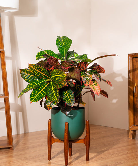 Croton Petra with Extra Large Metal Self Watering Pot Bonanza