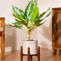 Products – shop.kyari