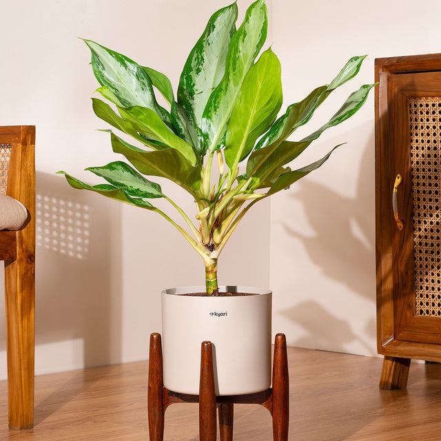 Products – shop.kyari