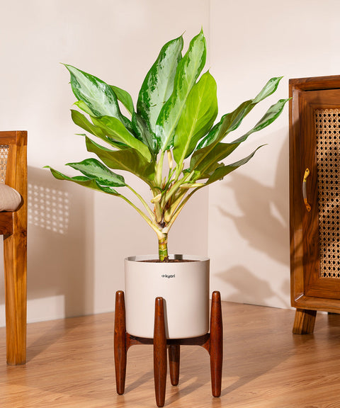 Aglaonema Ice Plant with Large Metal Self Watering Pot