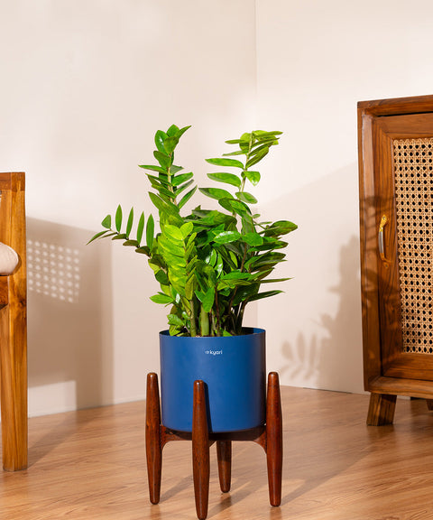 ZZ Green with Large Metal Self Watering Pot