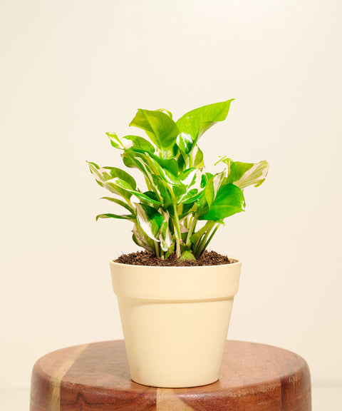 Money Variegated Plant With Reya Pot