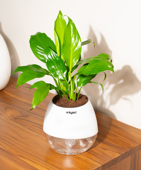 Peace Lily Plant With Nova Self Watering Pot