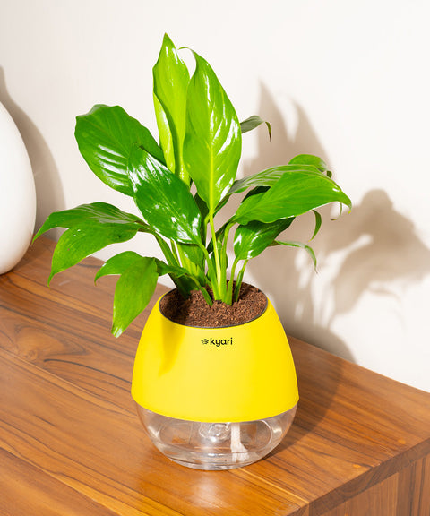 Peace Lily Plant With Nova Self Watering Pot