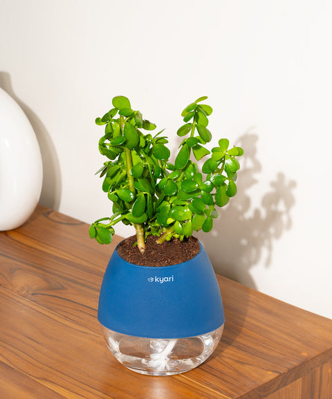 Lucky Jade Plant With Nova Self Watering Pot