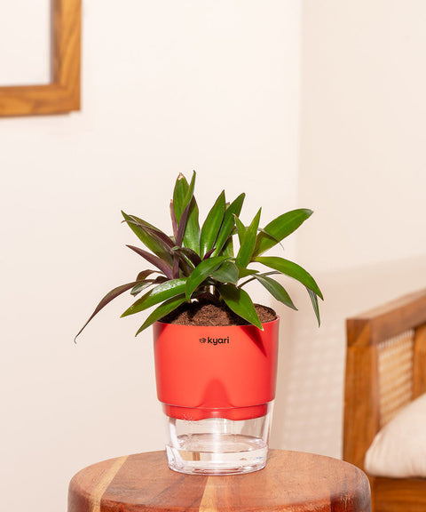 Oyster Plant With Self Watering Pot