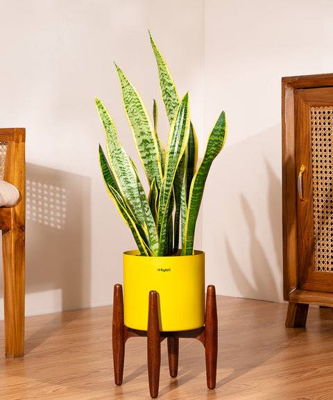 Golden Hahnii Snake Plant with Zen Planter