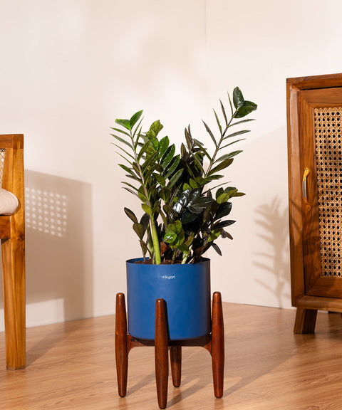 ZZ Black with Large Metal Self Watering Pot Bonanza